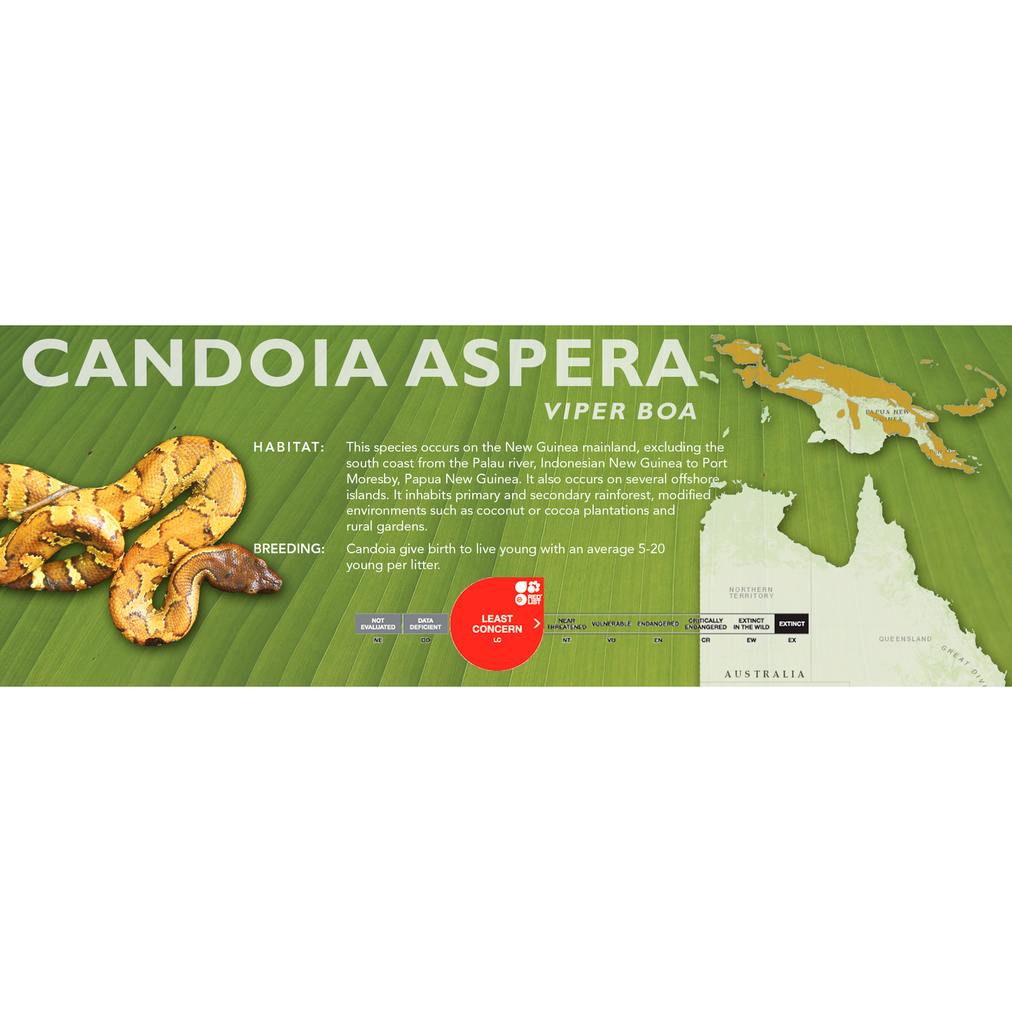 Viper Boa (Candoia aspera) Classic Vivarium Label