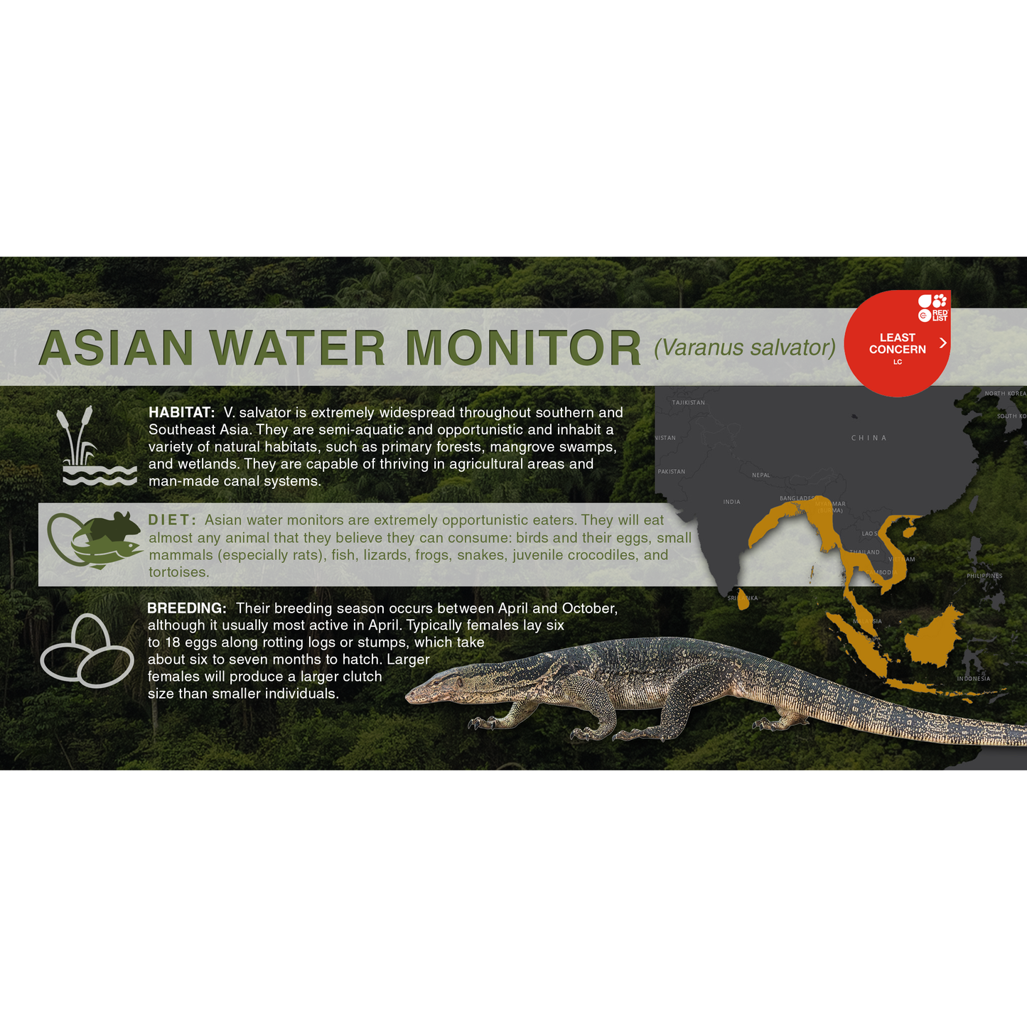 Asian Water Monitor (Varanus salvator) - Aluminum Sign