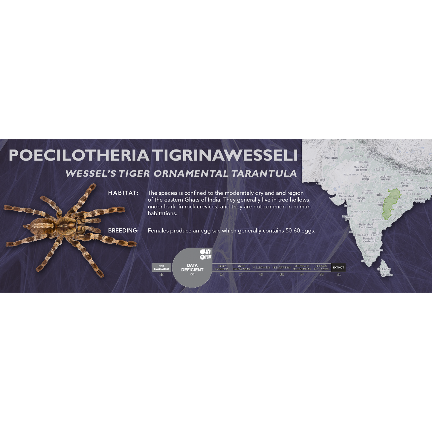 Wessel's Tiger Ornamental Tarantula (Poecilotheria tigrinawesseli) - Classic Vivarium Label
