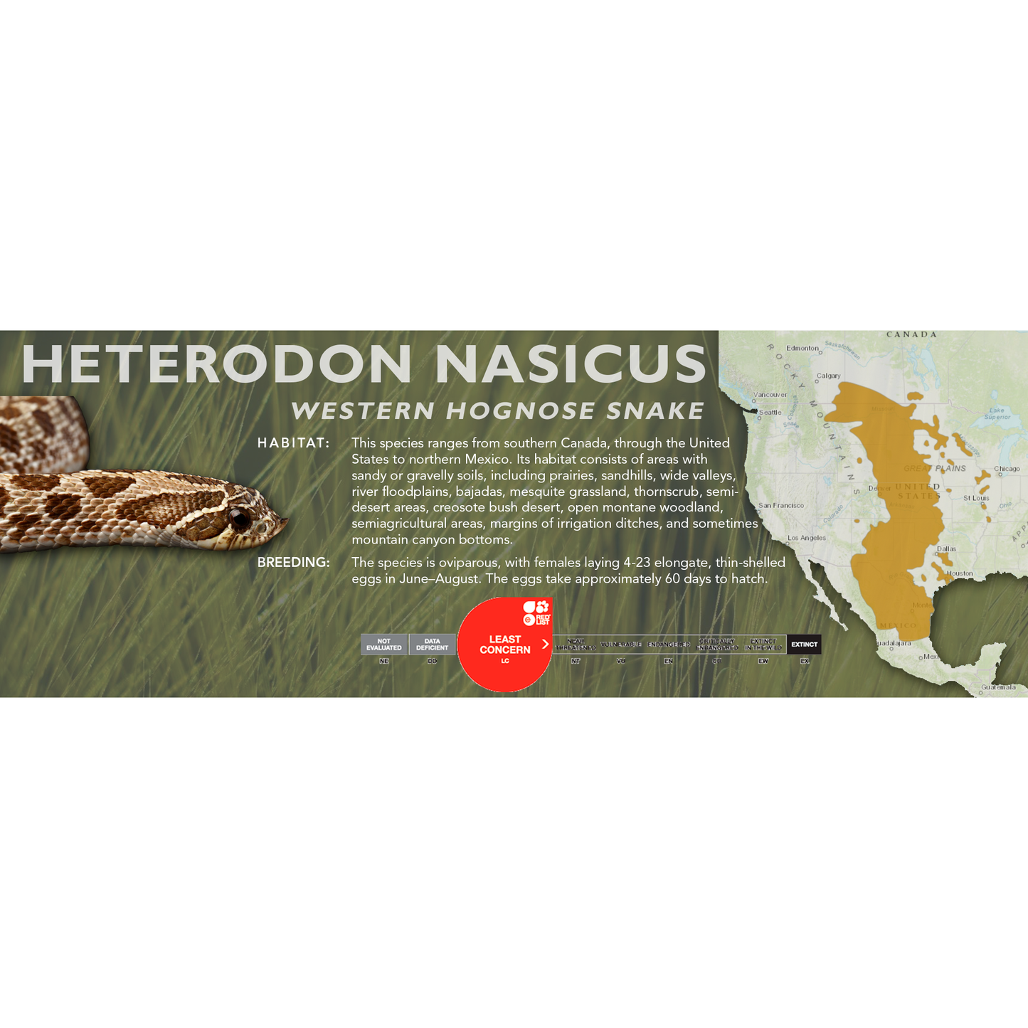 Western Hognose Snake (Heterodon nasicus) Classic Vivarium Label
