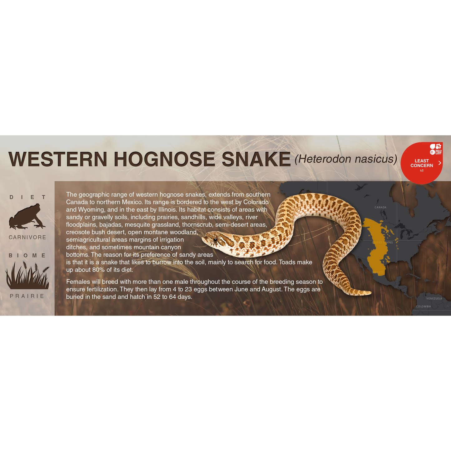 Western Hognose Snake (Heterodon nasicus) - Black Series Vivarium Label