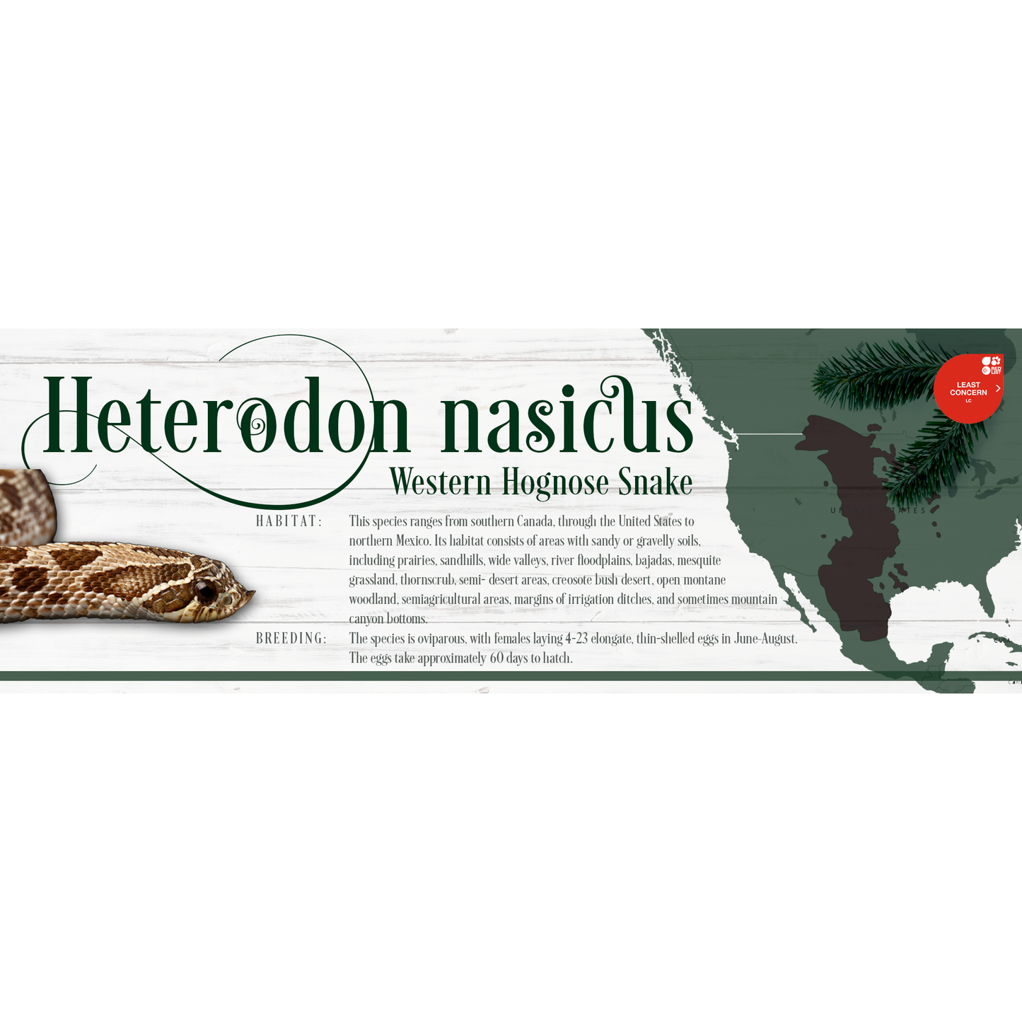Special Edition Christmas Vivarium Label