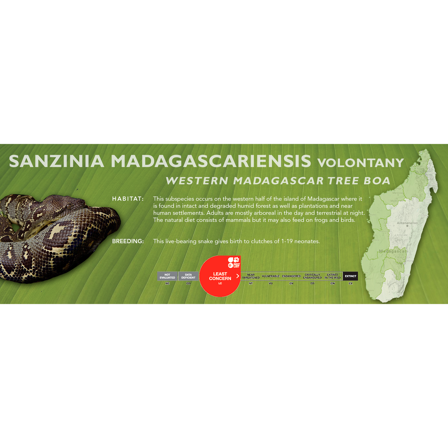 Madagascar Tree Boa (Sanzinia madagascariensis) Classic Vivarium Label