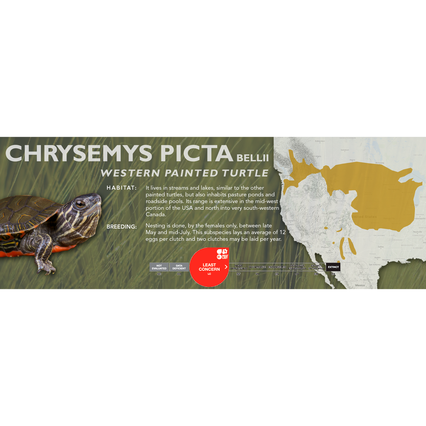 Painted Turtle (Chrysemys picta) - Classic Vivarium Label