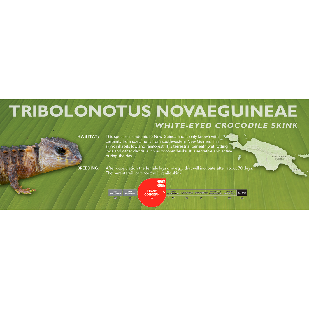 White-Eyed Crocodile Skink (Tribolonotus novaeguineae) Standard Vivarium Label
