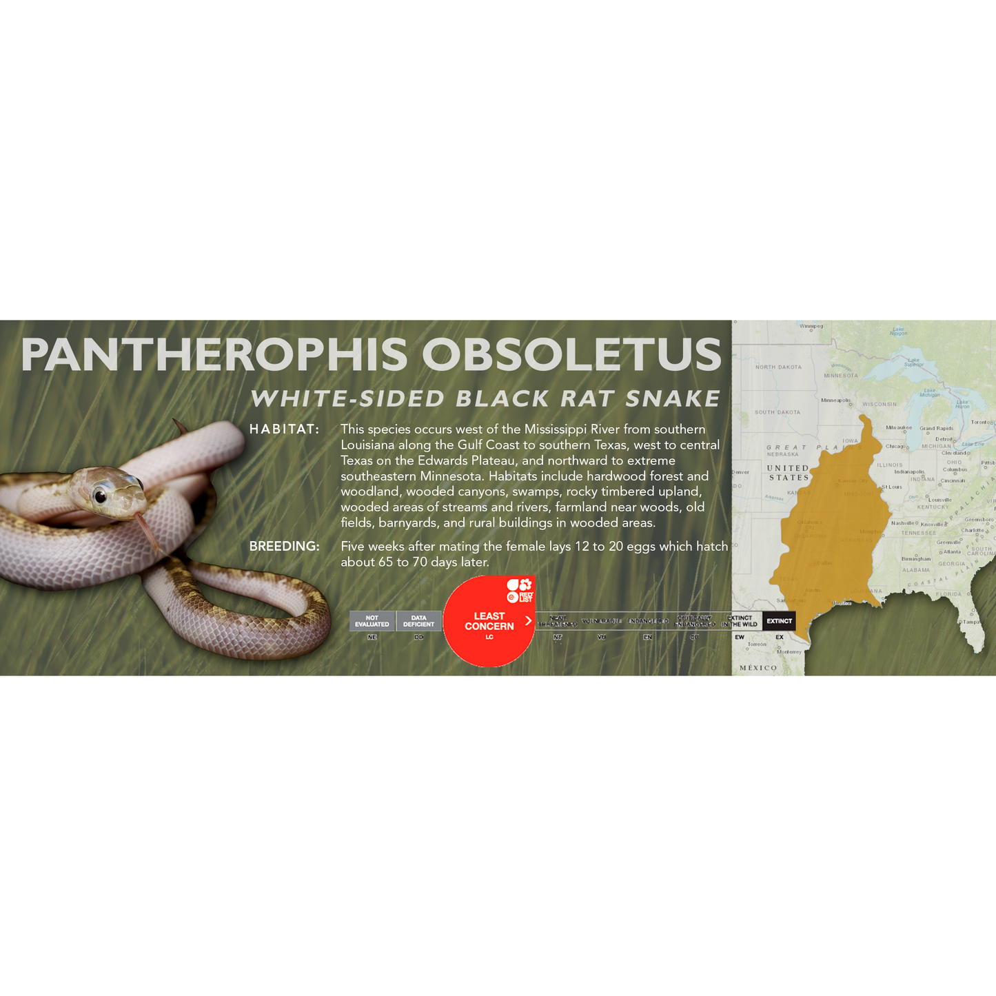 Black Rat Snake (Pantherophis obsoletus) Classic Vivarium Label