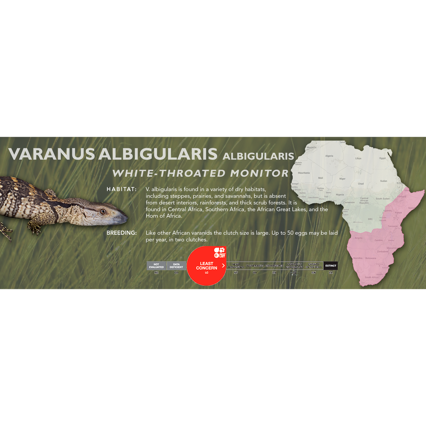White-Throated Monitor (Varanus albigularis albigularis) Classic Vivarium Label