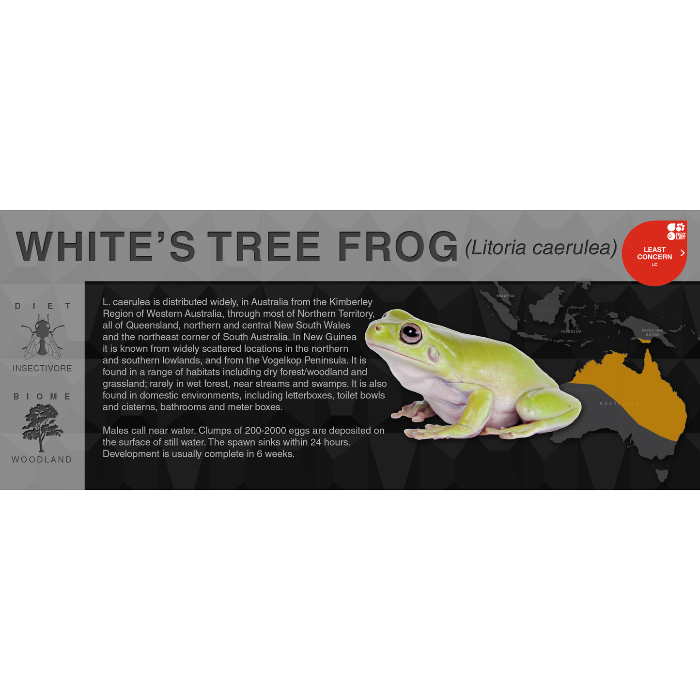 White's Tree Frog (Litoria caerulea) - Black Series Vivarium Label