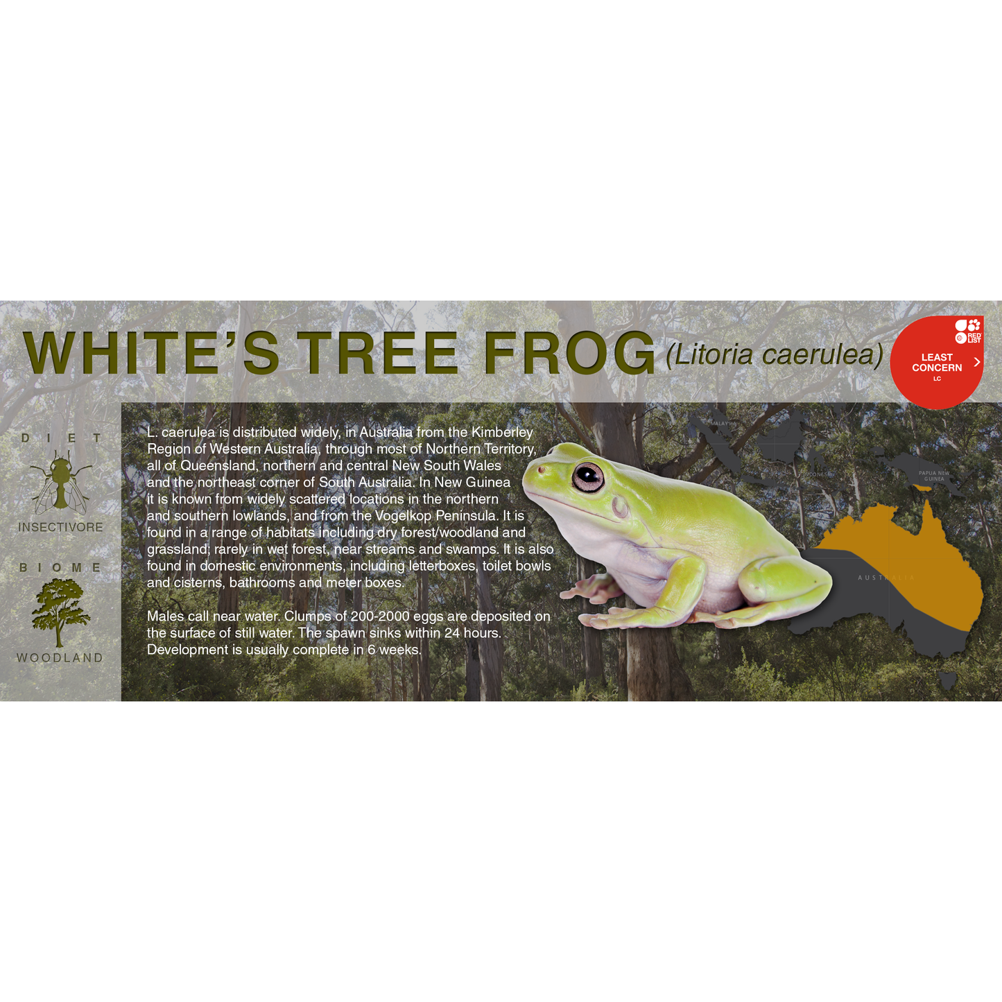 White's Tree Frog (Litoria caerulea) - Black Series Vivarium Label