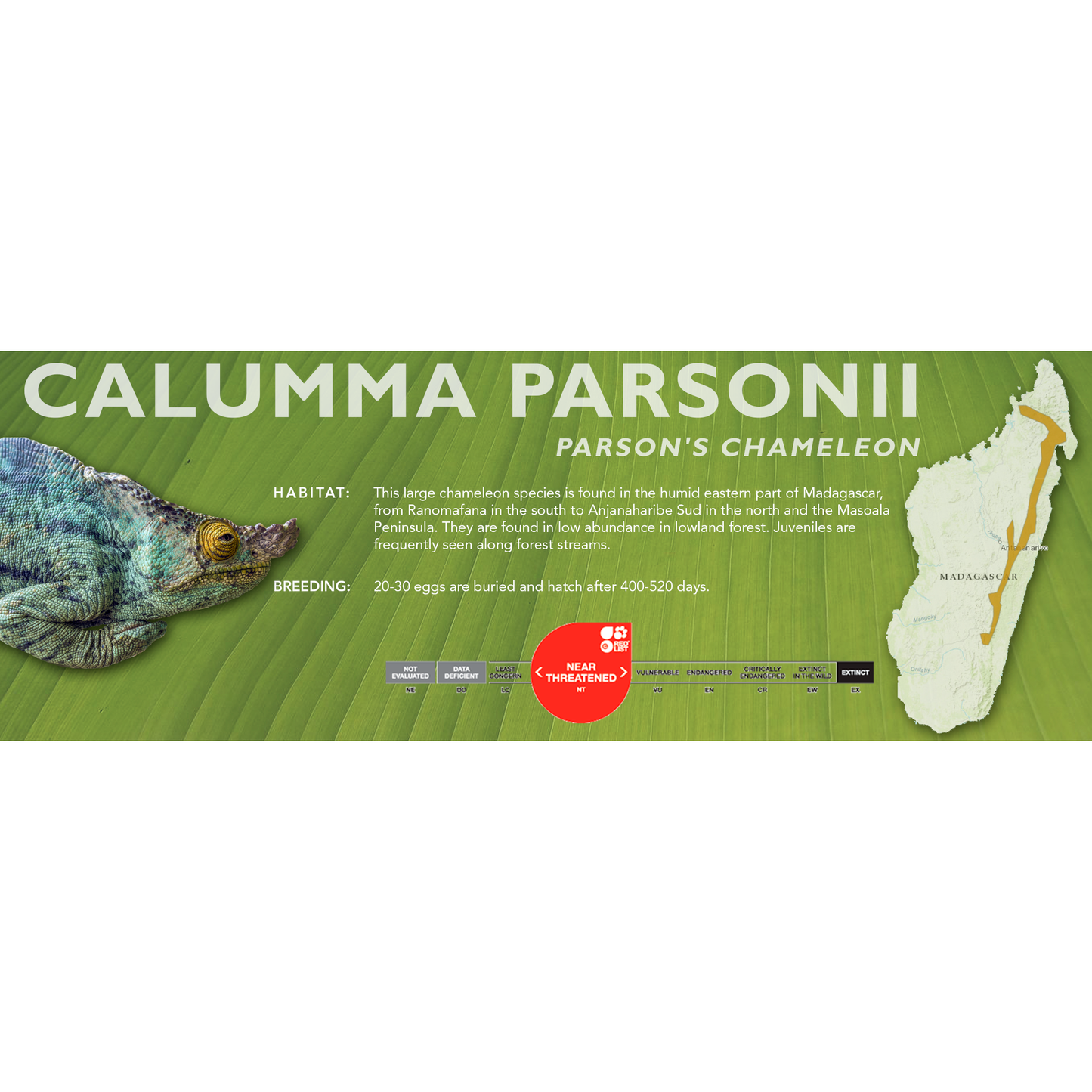 Parson's Chameleon (Calumma parsonii) Classic Vivarium Label