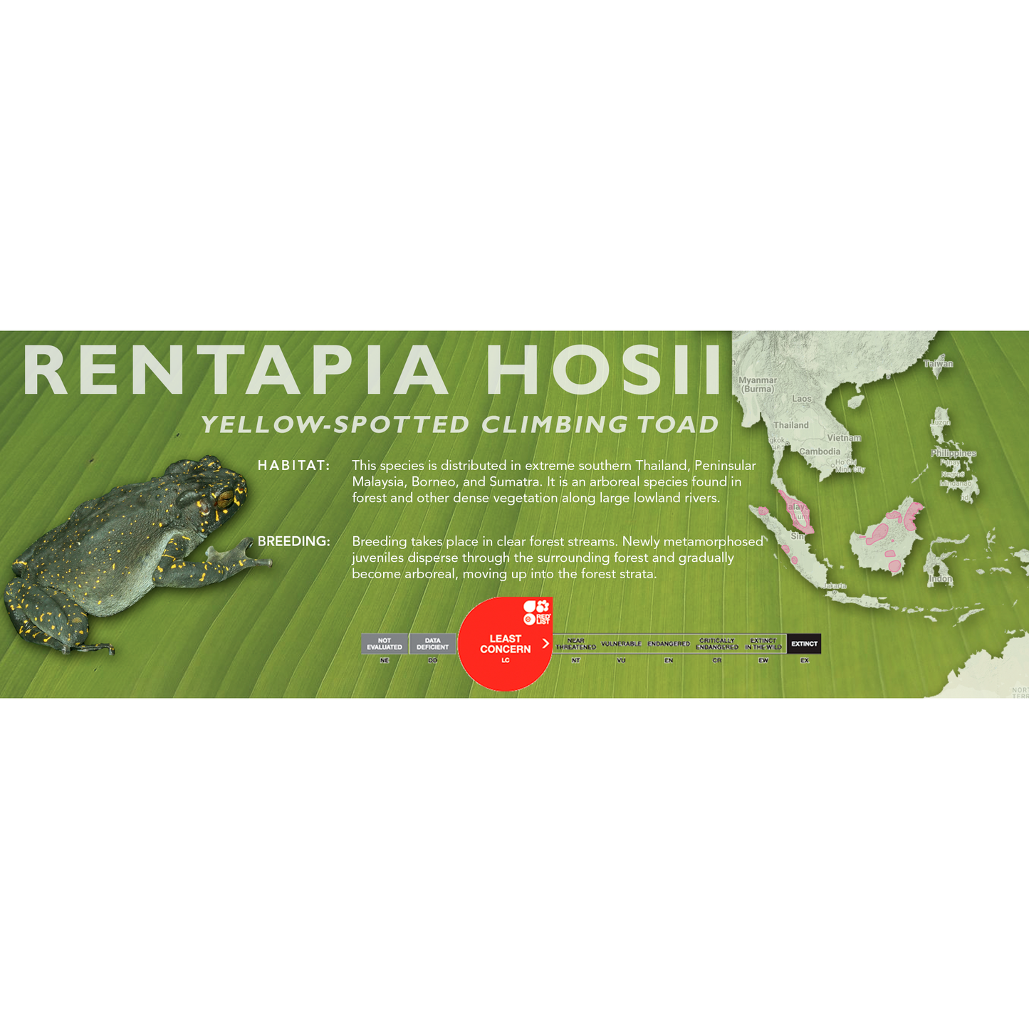 Yellow-Spotted Climbing Toad (Rentapia hosii) - Classic Vivarium Label