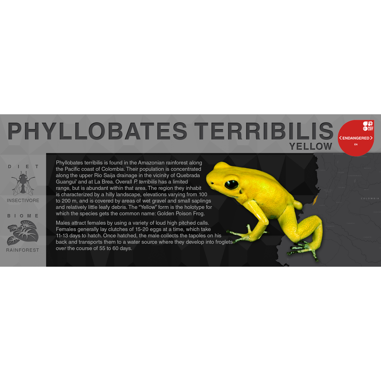 Phyllobates terribilis "Yellow" - Black Series Vivarium Label