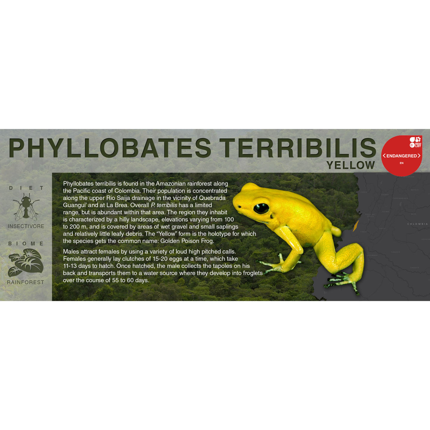 Phyllobates terribilis "Yellow" - Black Series Vivarium Label