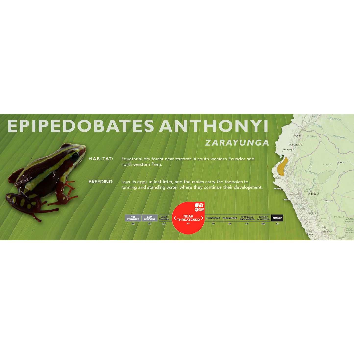 Epipedobates anthonyi - Classic Vivarium Label