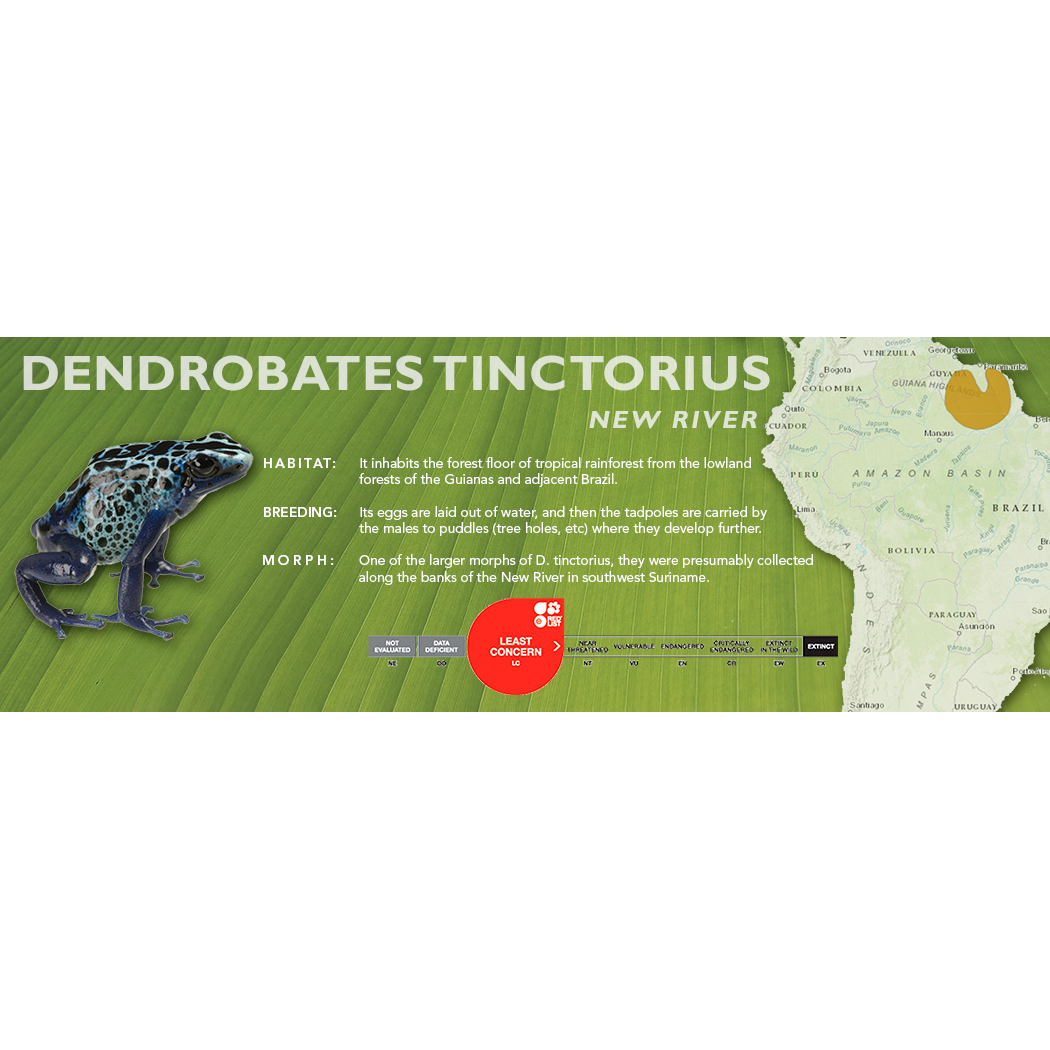 Dendrobates tinctorius - Classic Vivarium Label