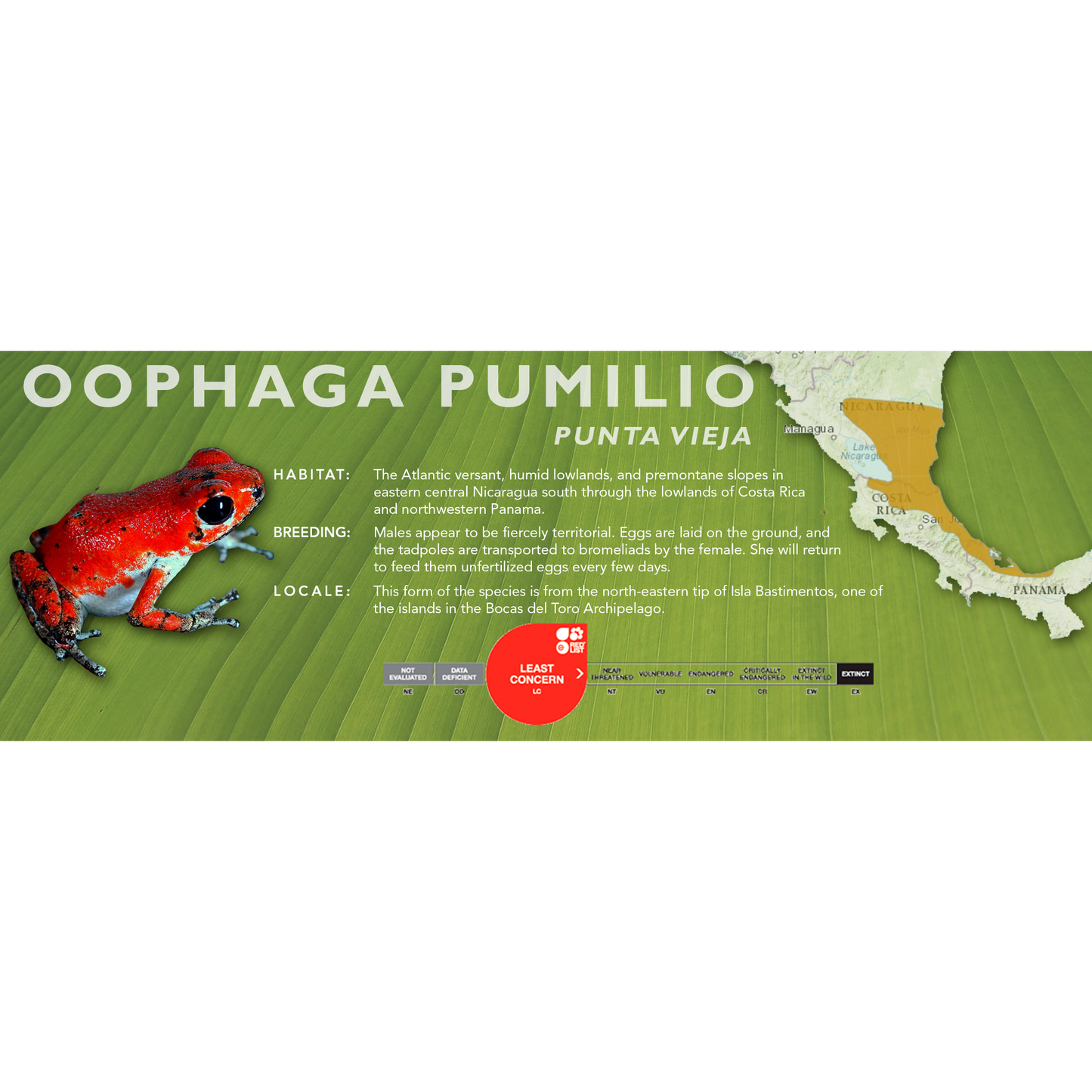 Oophaga pumilio - Classic Vivarium Label