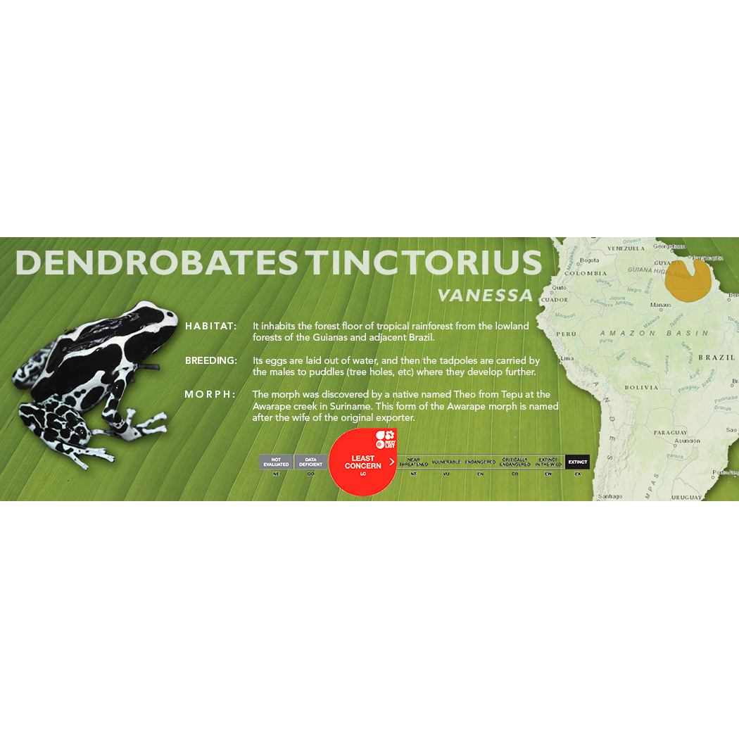 Dendrobates tinctorius - Classic Vivarium Label