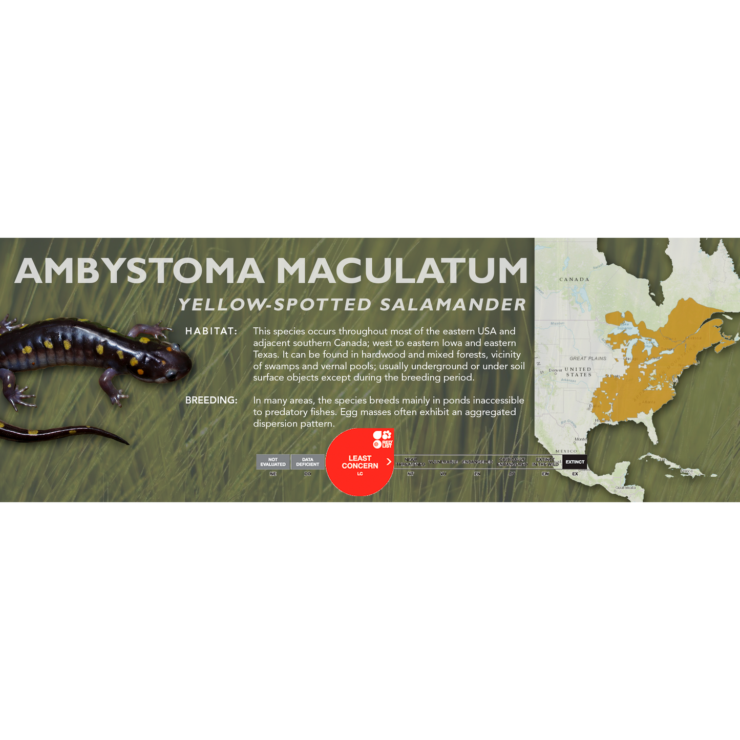 Yellow-Spotted Salamander (Ambystoma maculatum) - Classic Vivarium Label