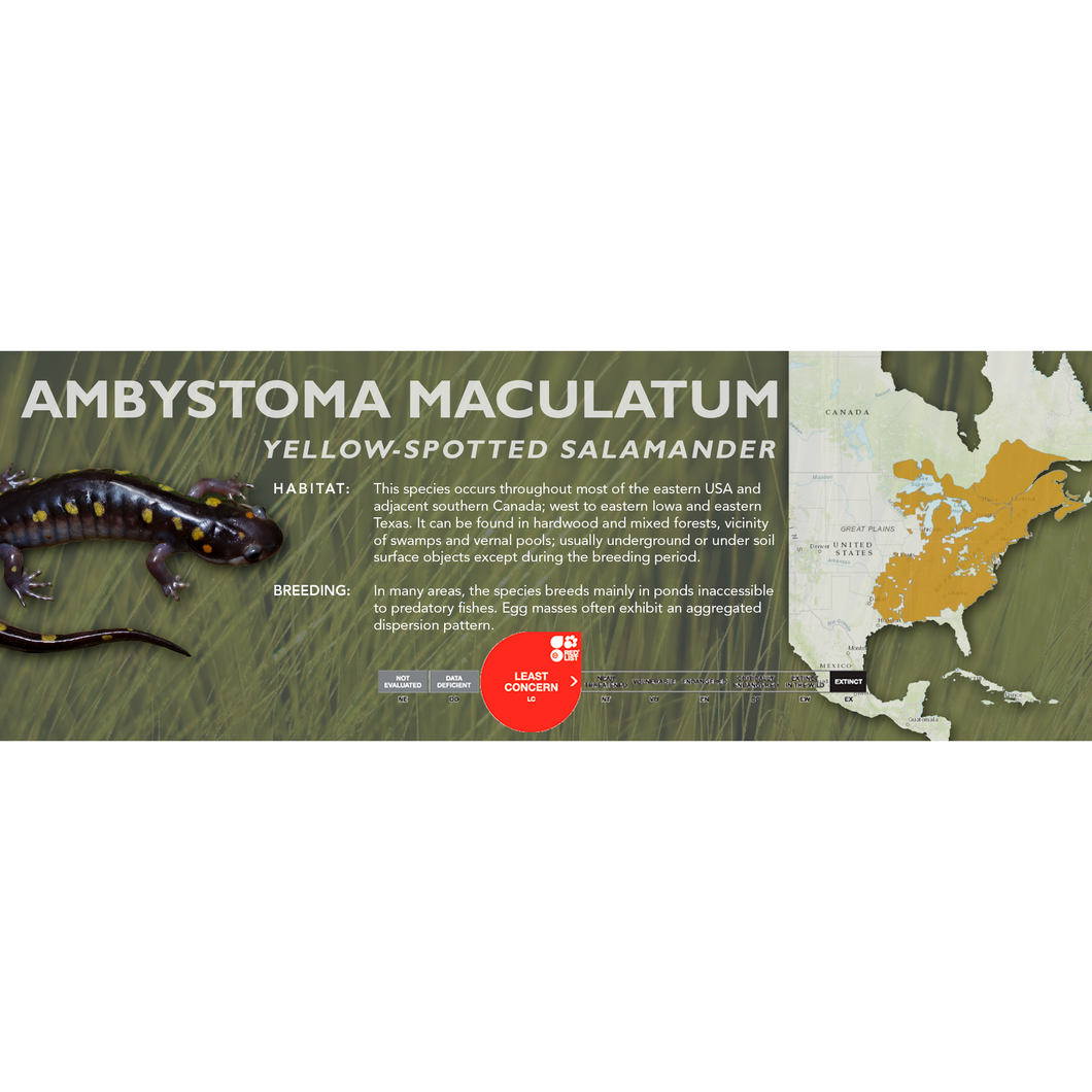 Yellow-Spotted Salamander (Ambystoma maculatum) - Standard Vivarium Label
