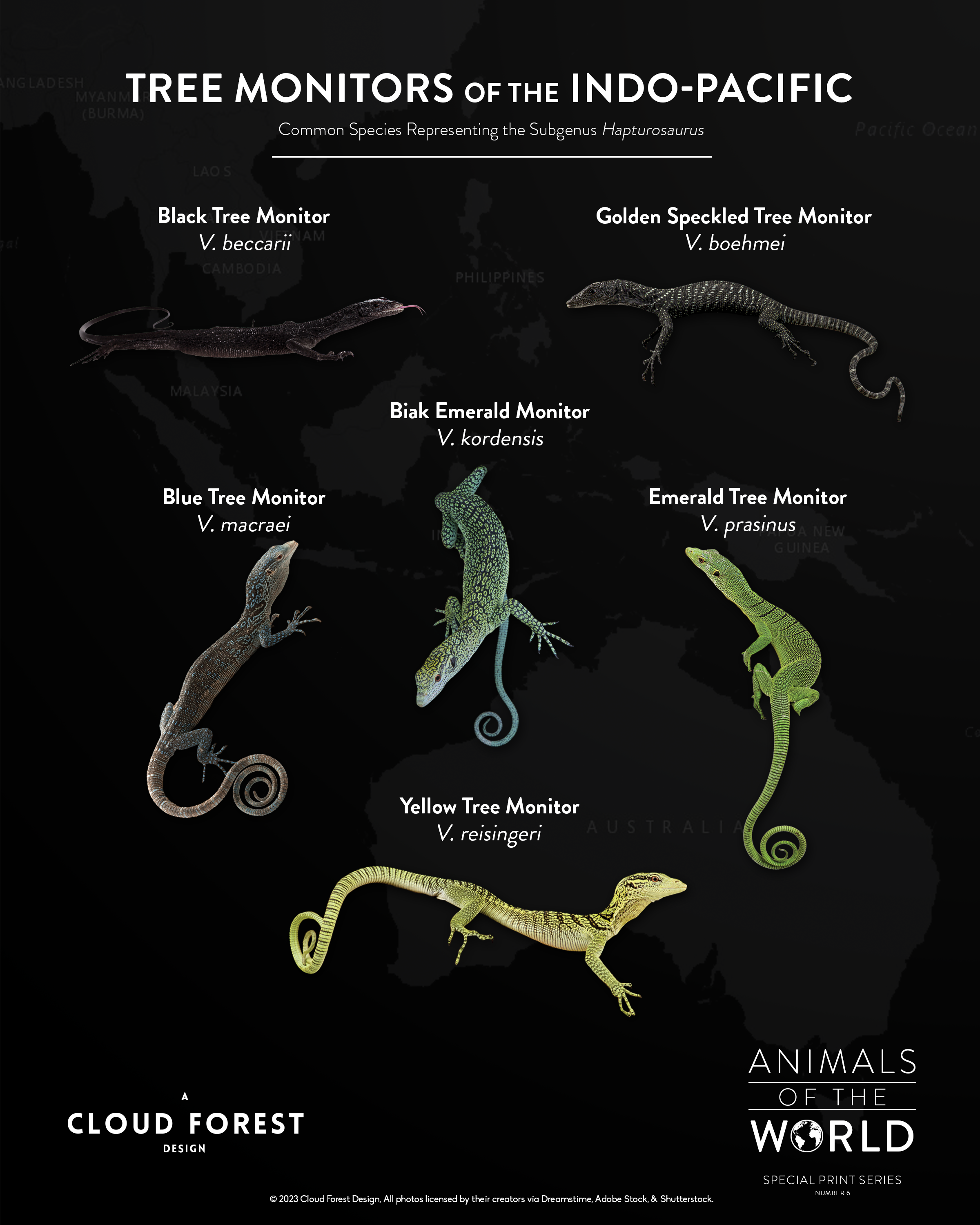 Tree Monitor Frame Tree Monitors of the Indo-Pacific - 8