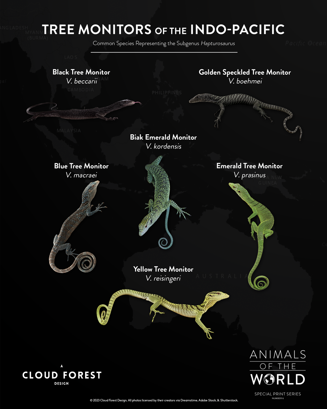 Tree Monitors of the Indo-Pacific - 8