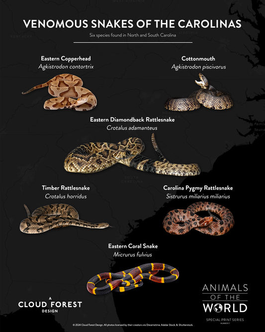 Venomous Snakes of the Carolinas - 8" x 10" Print - Animals of the World Print Series #7