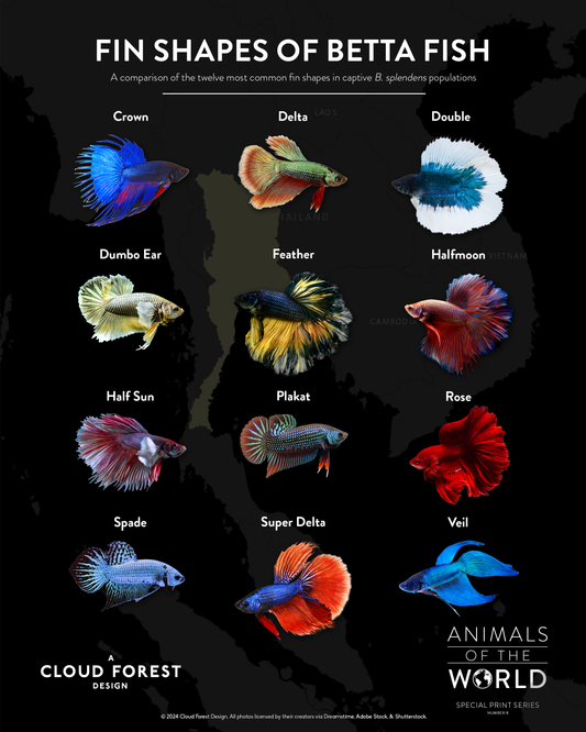 Fin Shapes of Betta Fish - 8" x 10" Print - Animals of the World Print Series #8