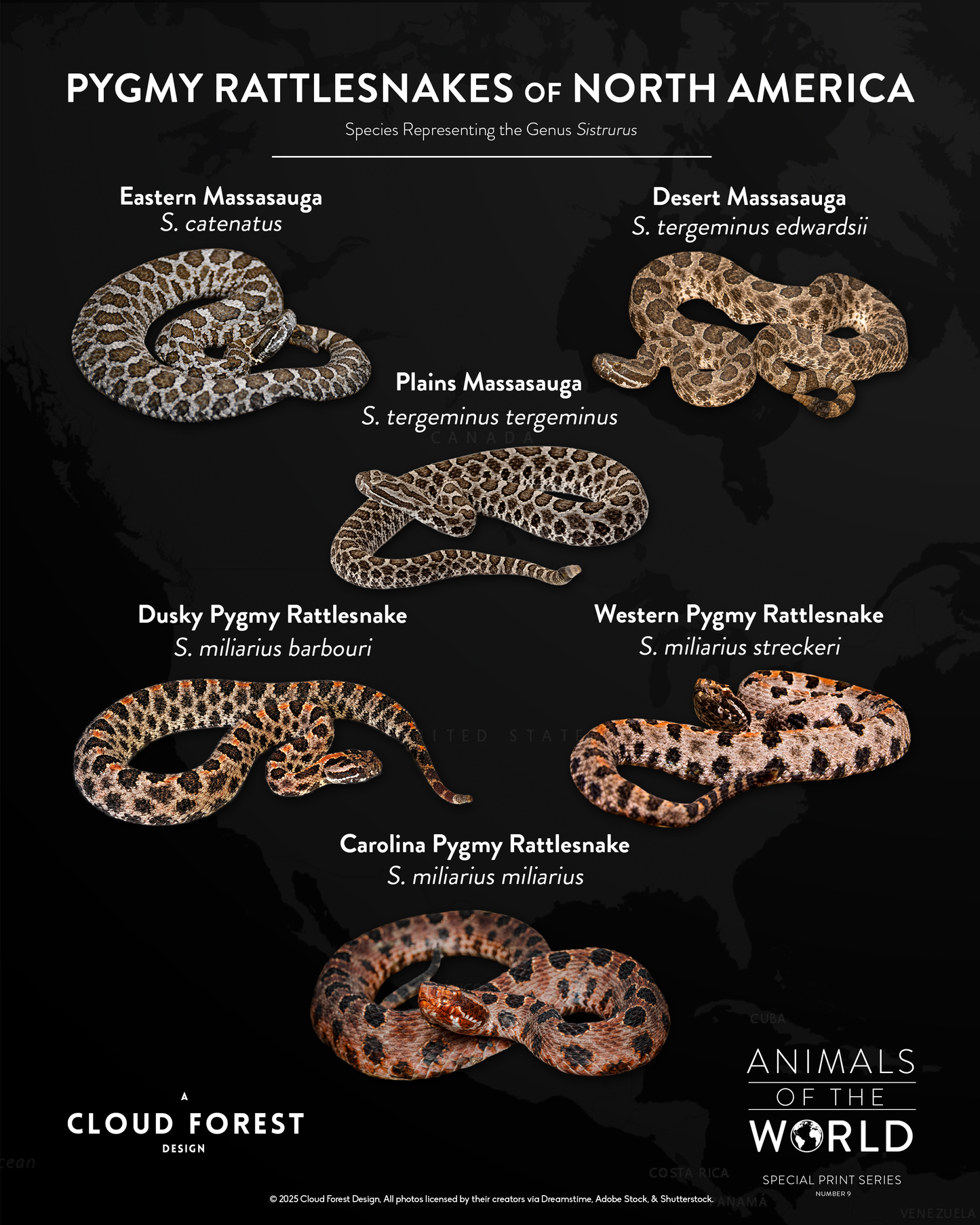 Pygmy Rattlesnakes of North America - 8" x 10" Print - Animals of the World Print Series #9