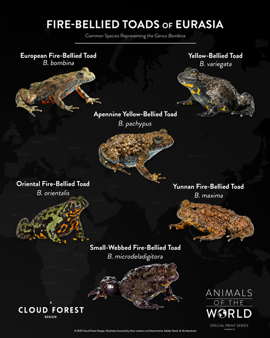Fire-Bellied Toads of Eurasia - 8" x 10" Print - Animals of the World Print Series #10