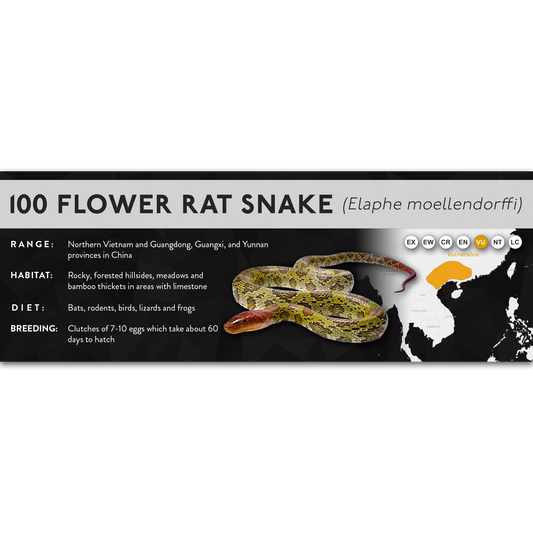 100 Flower Rat Snake (Elaphe moellendorffi) - X Label