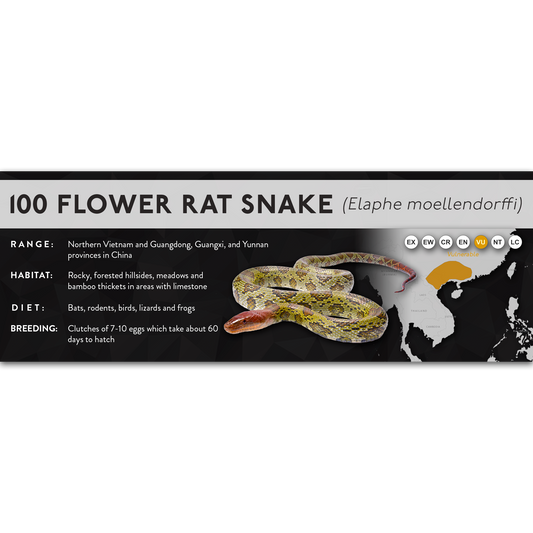 100 Flower Rat Snake (Elaphe moellendorffi) - X Label
