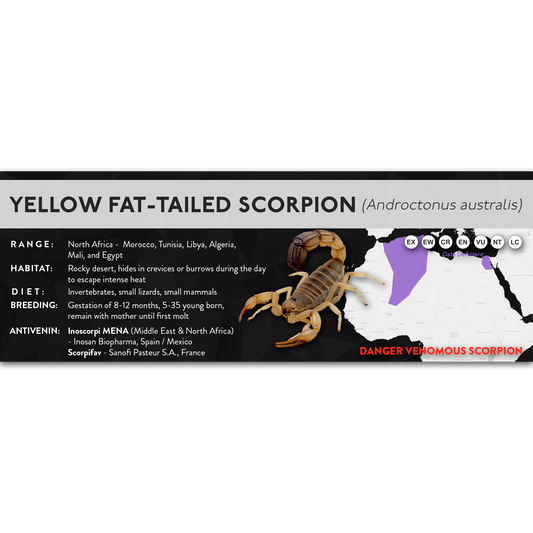 Yellow Fat-tailed Scorpion (Androctonus australis) - X Label