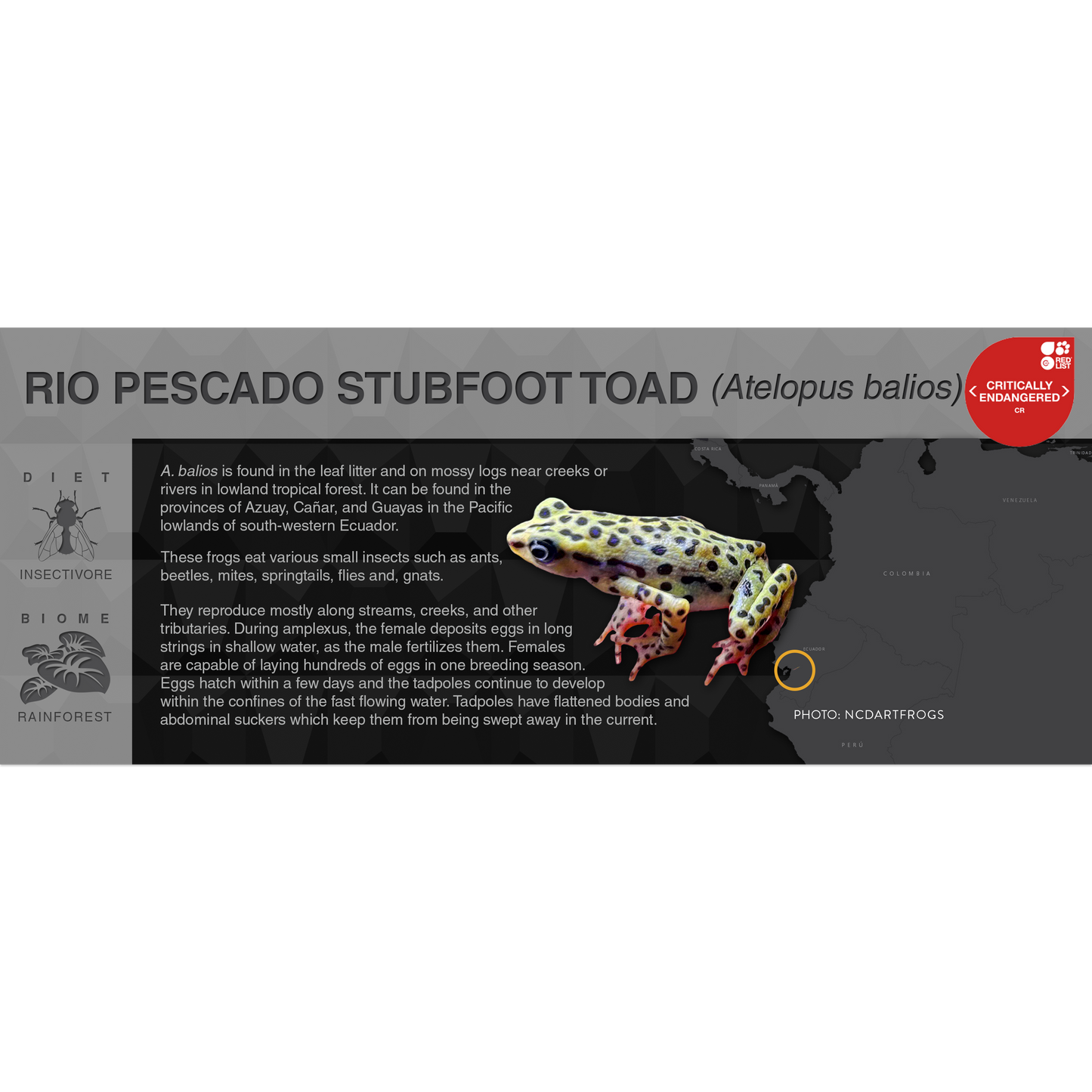 Rio Pescado Stubfoot Toad (Atelopus balios) - Black Series Vivarium Label