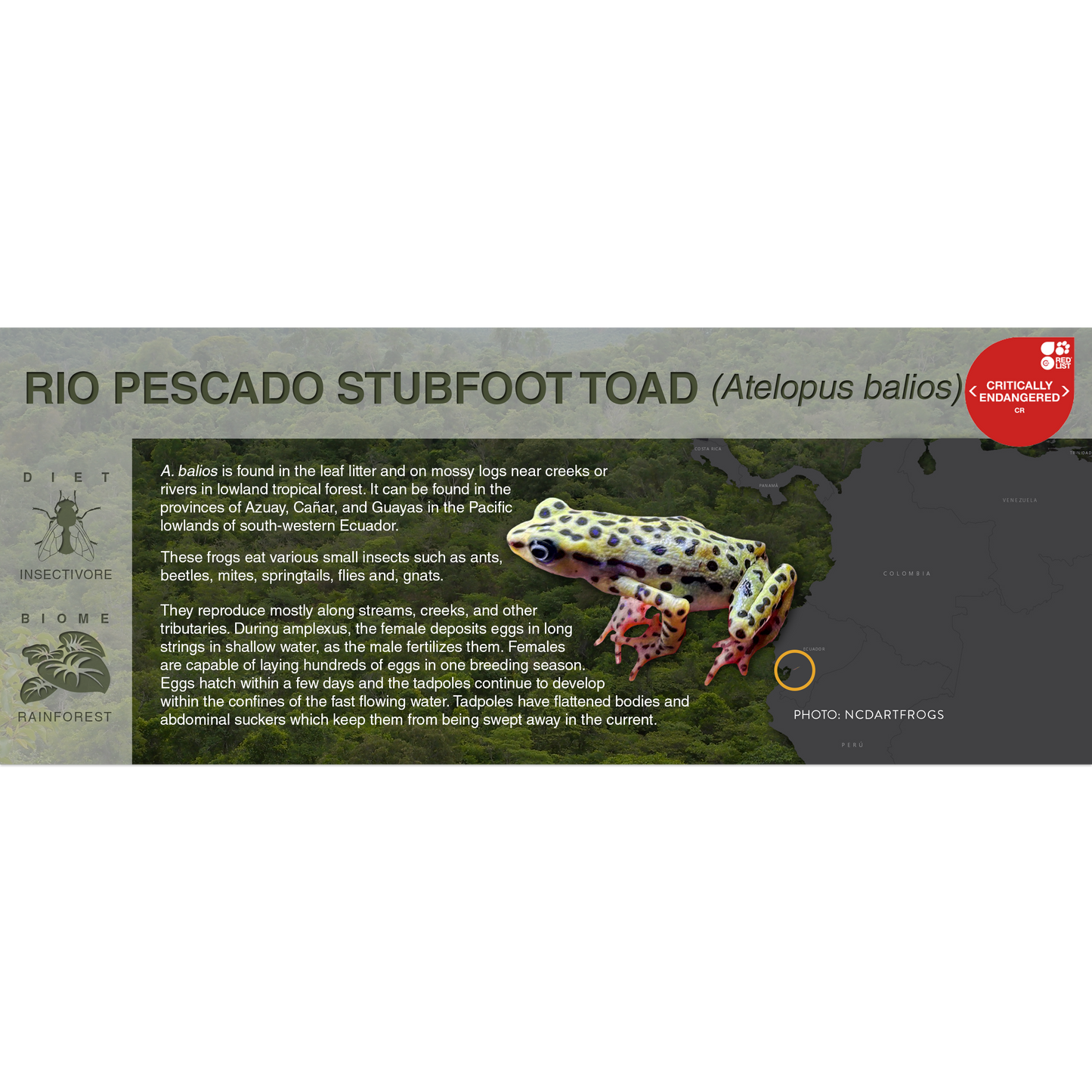 Rio Pescado Stubfoot Toad (Atelopus balios) - Black Series Vivarium Label