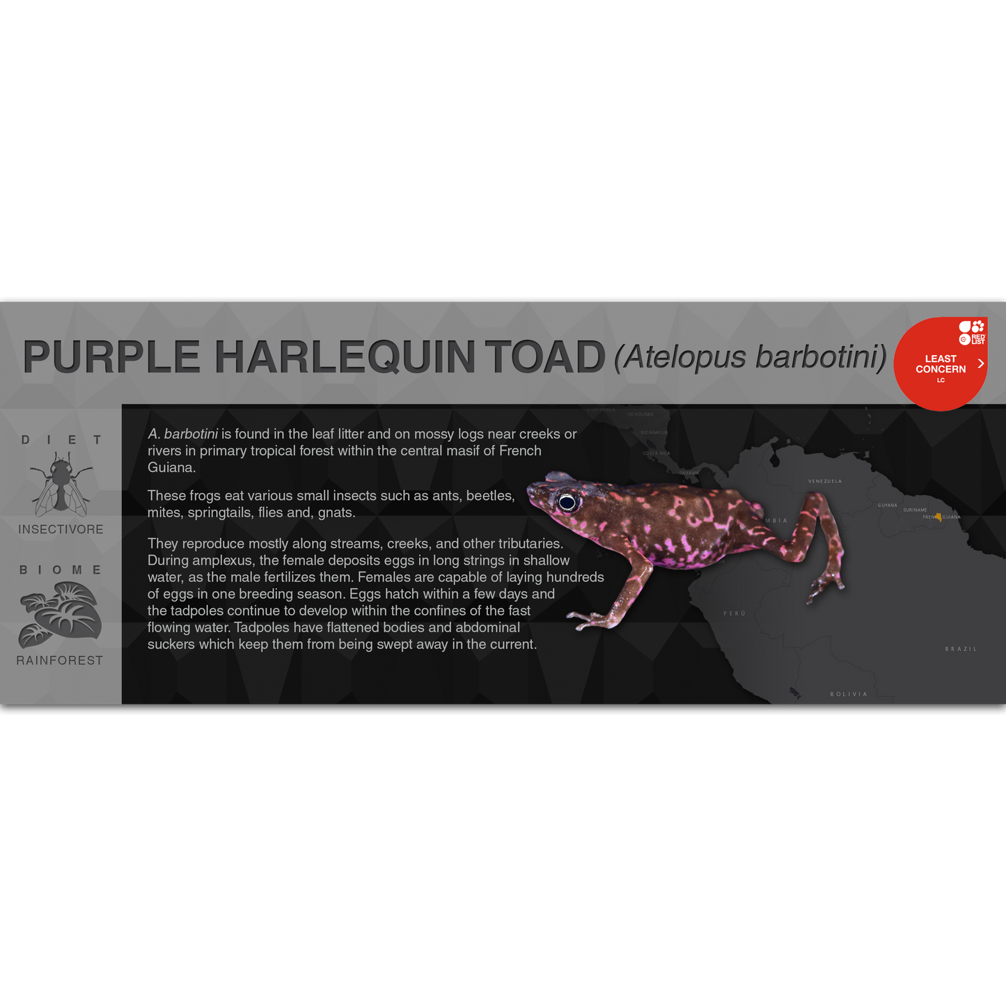 Purple Harlequin Toad (Atelopus barbotini) - Black Series Vivarium Label