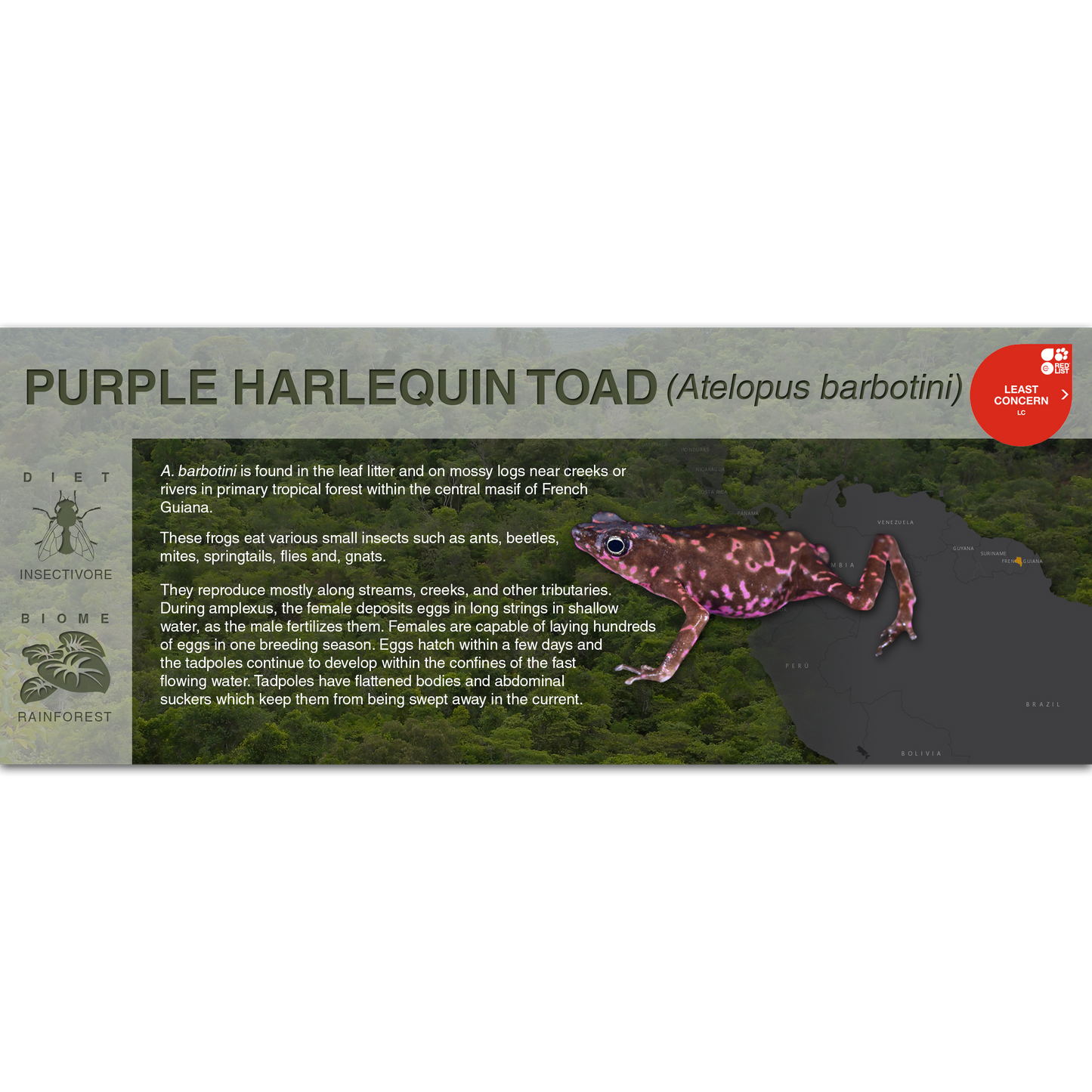 Purple Harlequin Toad (Atelopus barbotini) - Black Series Vivarium Label