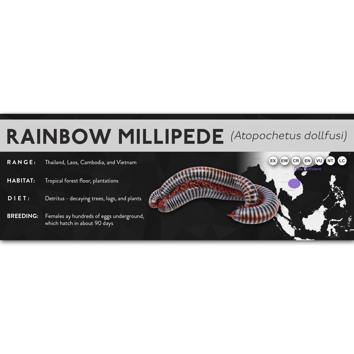 Rainbow Millipede (Atopochetus dollfusi) - X Label