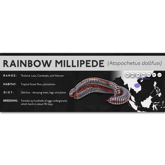 Rainbow Millipede (Atopochetus dollfusi) - X Label