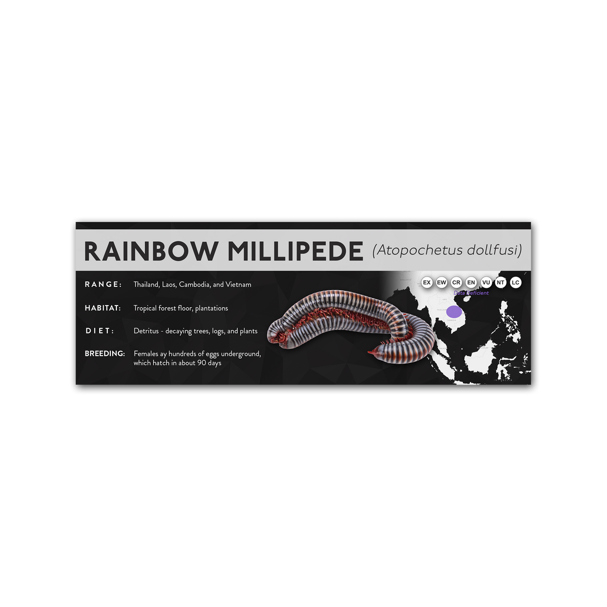 Rainbow Millipede (Atopochetus dollfusi) - X Label