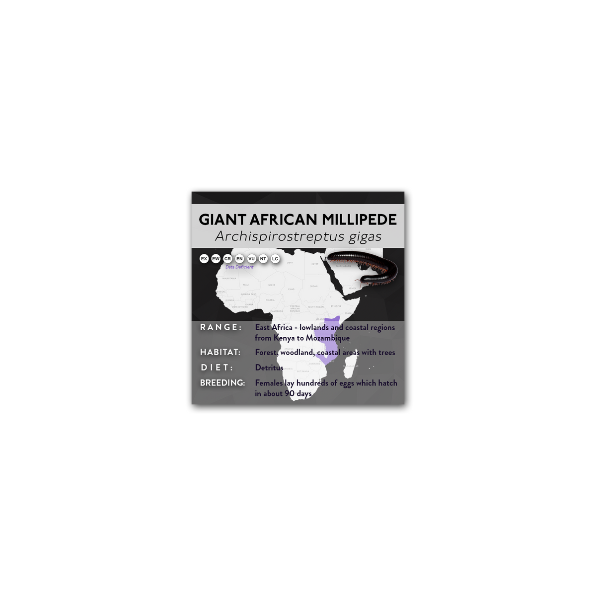 Giant African Millipede (Archispirostreptus gigas) - X Label