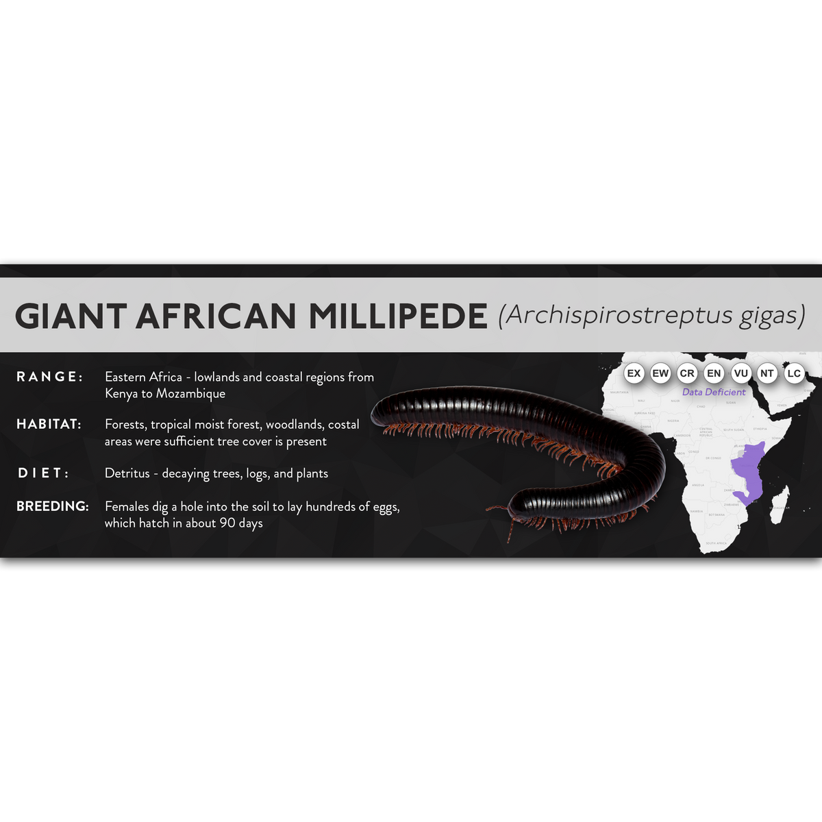 Giant African Millipede (Archispirostreptus gigas) - X Label