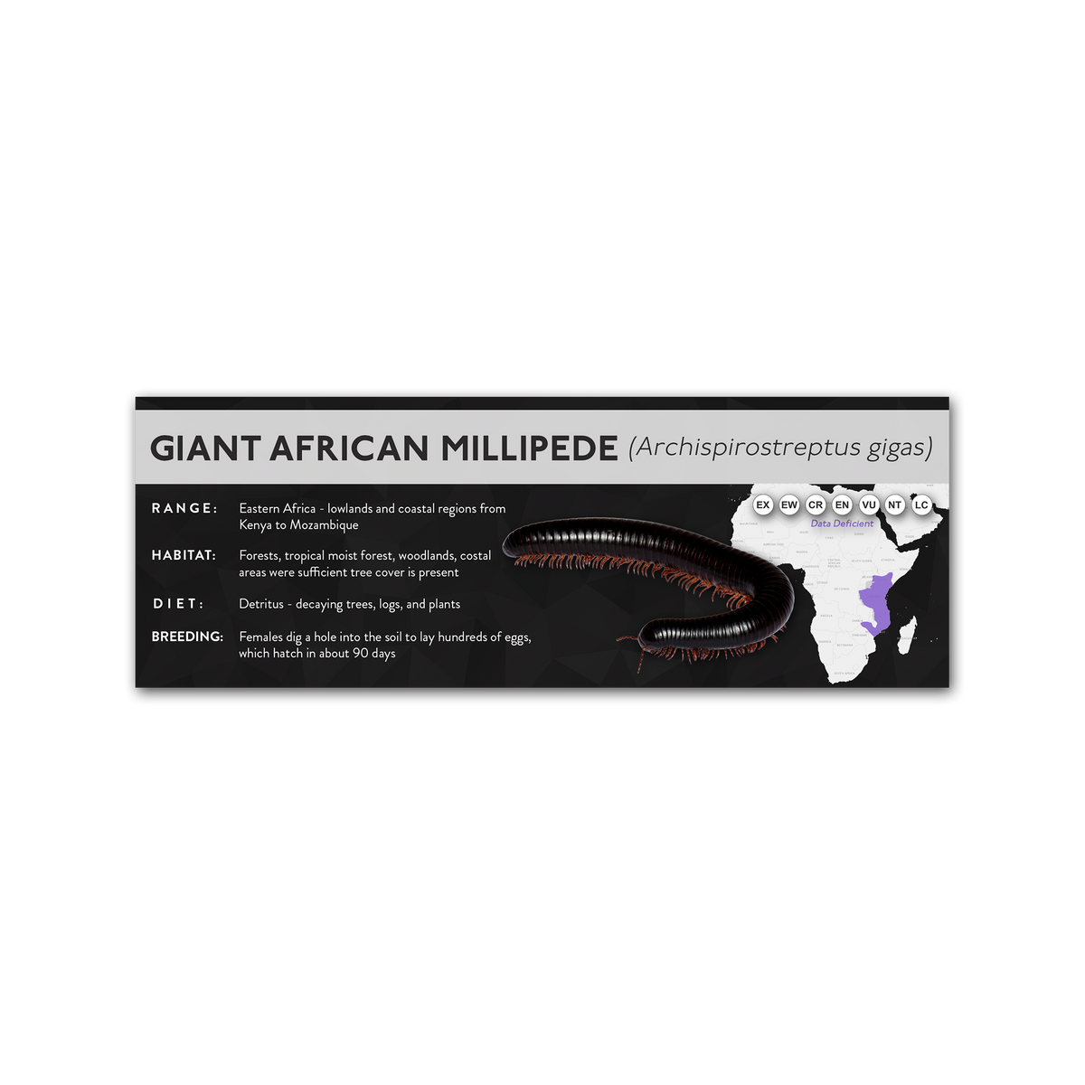 Giant African Millipede (Archispirostreptus gigas) - X Label