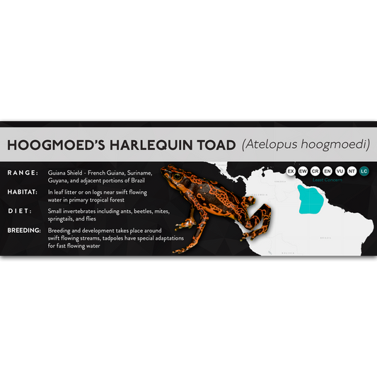Hoogmoed's Harlequin Toad (Atelopus hoogmoedi) - X Label