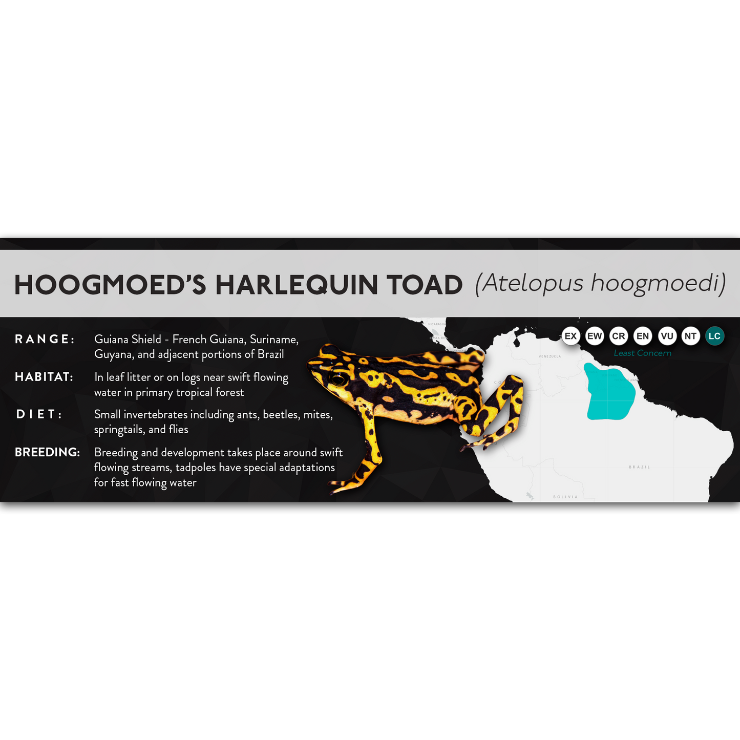 Hoogmoed's Harlequin Toad (Atelopus hoogmoedi) - X Label