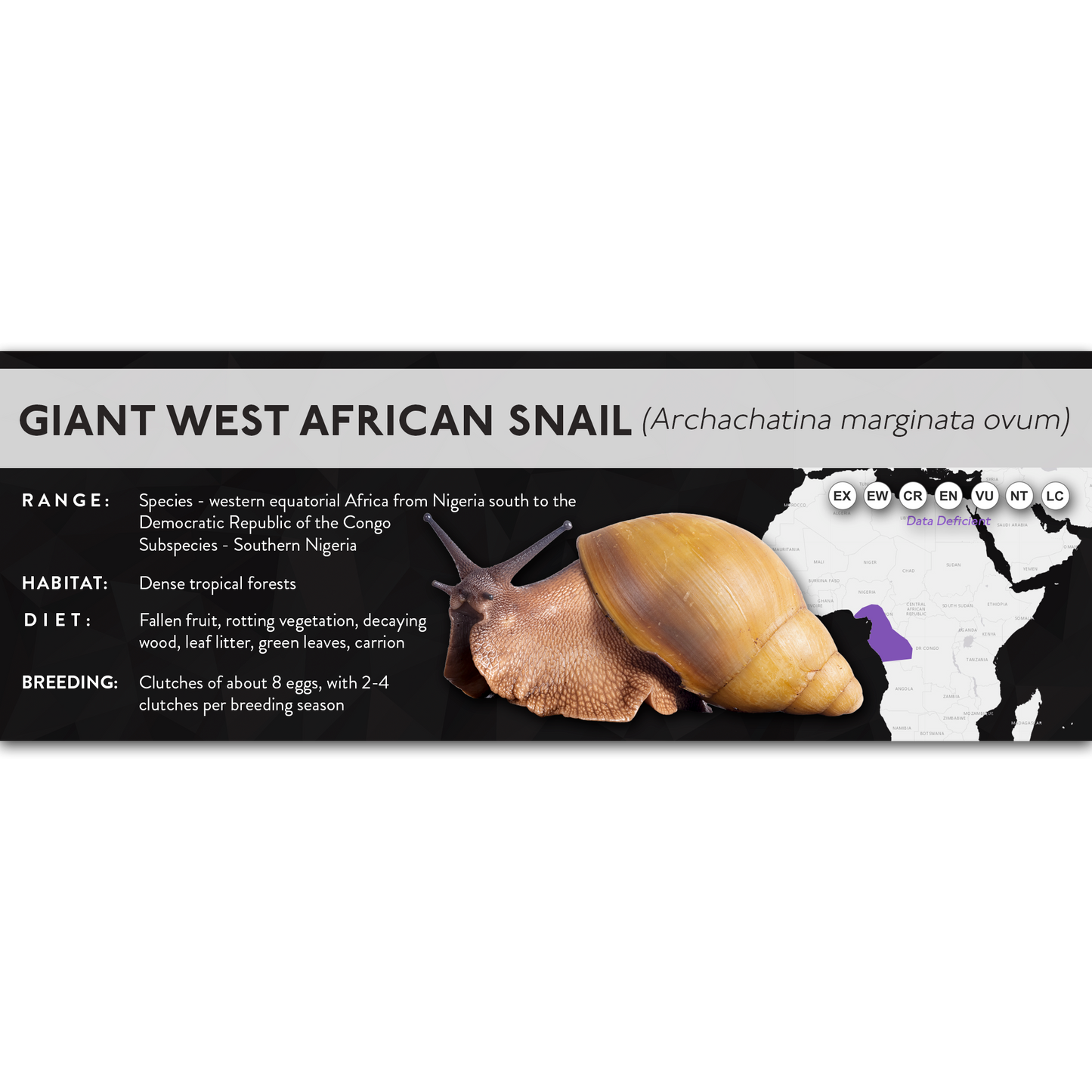 Giant West African Snail (Archachatina marginata) - X Label
