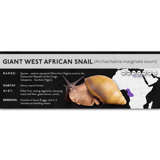 Giant West African Snail (Archachatina marginata) - X Label