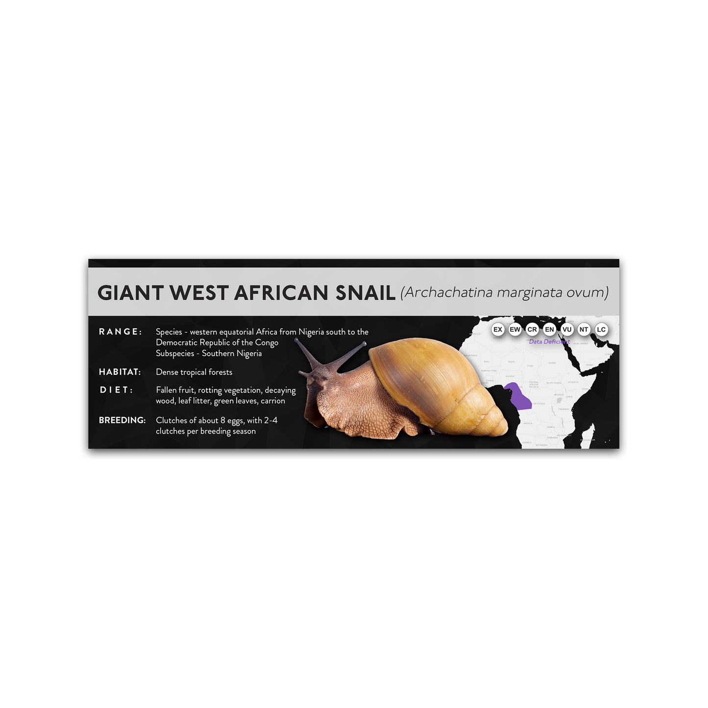 Giant West African Snail (Archachatina marginata) - X Label
