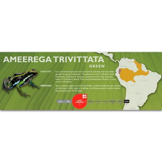 Ameerega trivittata - Classic Vivarium Label
