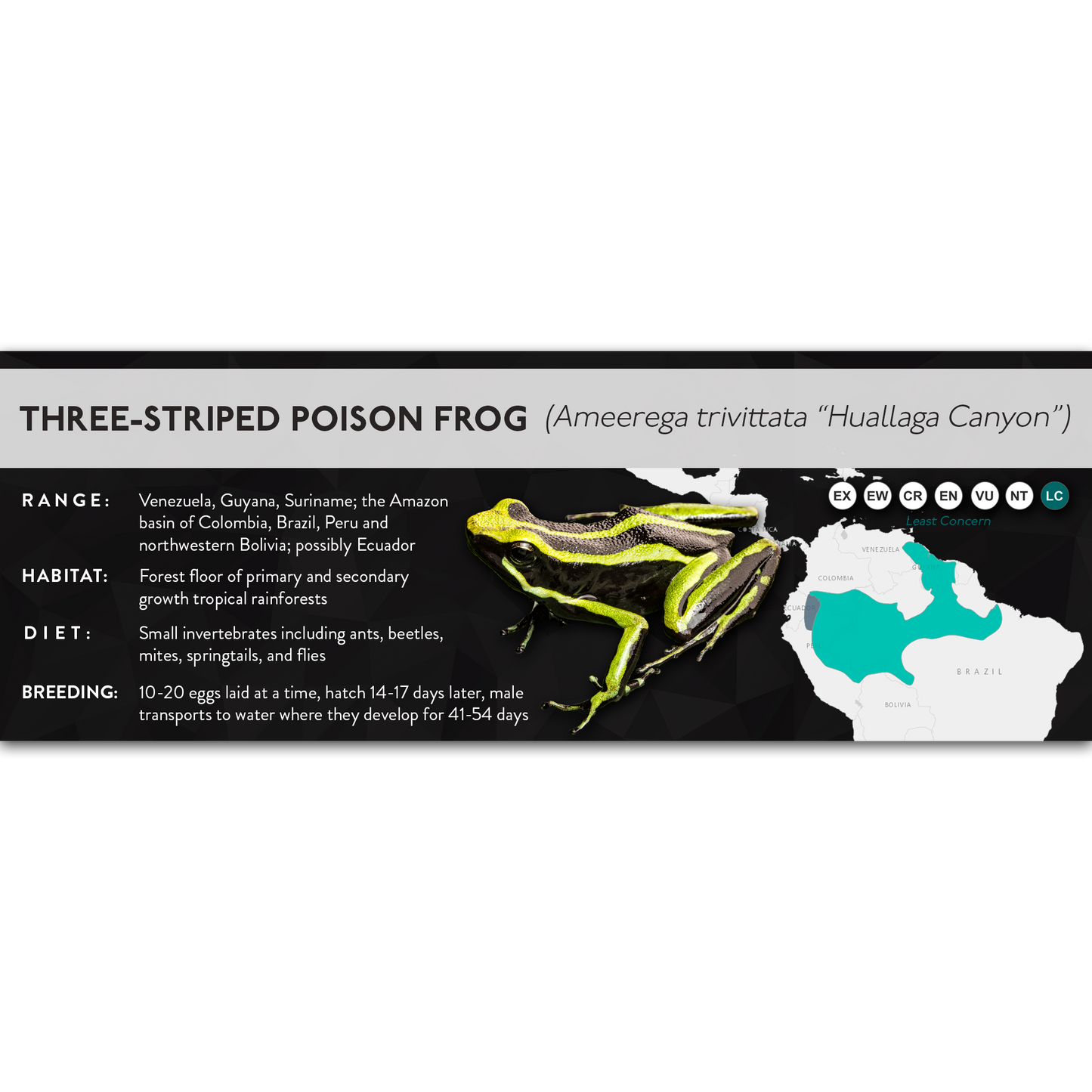 Three-Striped Poison Frog (Ameerega trivittata) - X Label