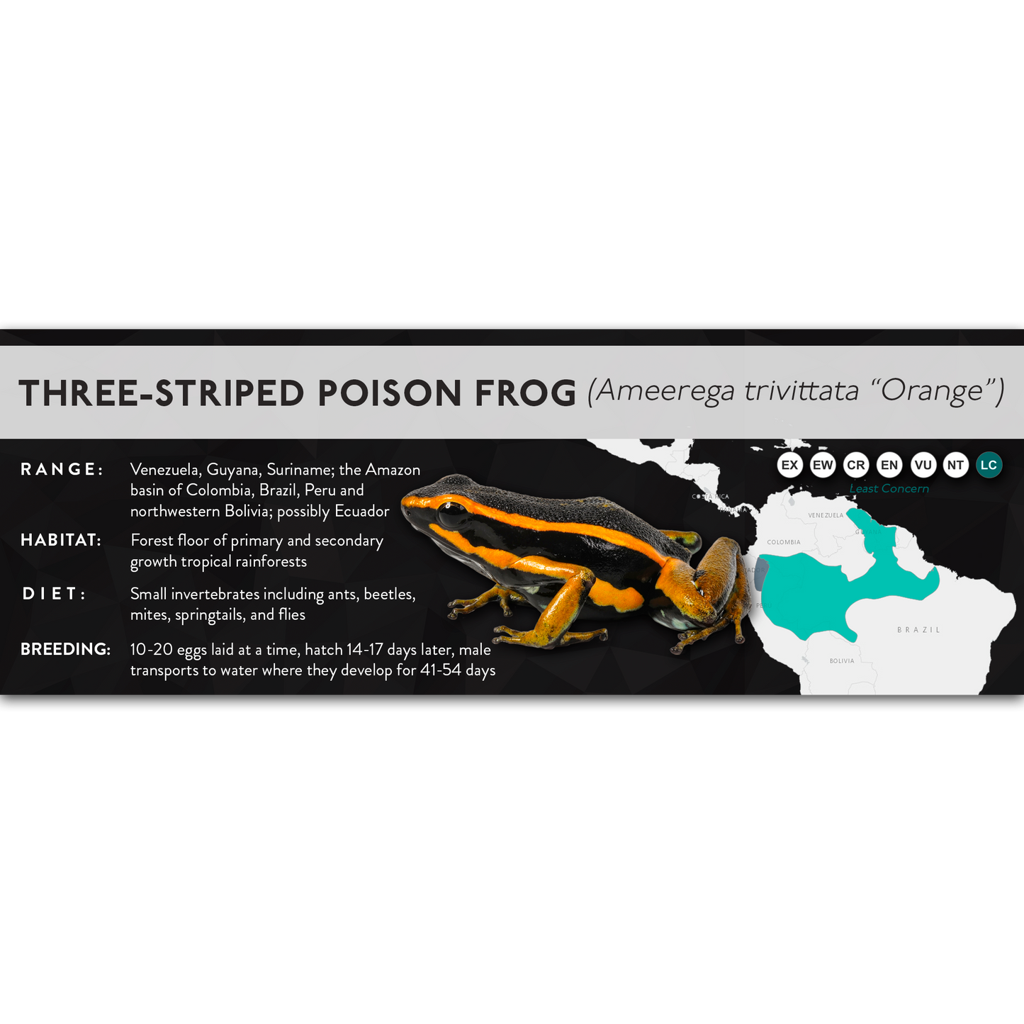 Three-Striped Poison Frog (Ameerega trivittata) - X Label
